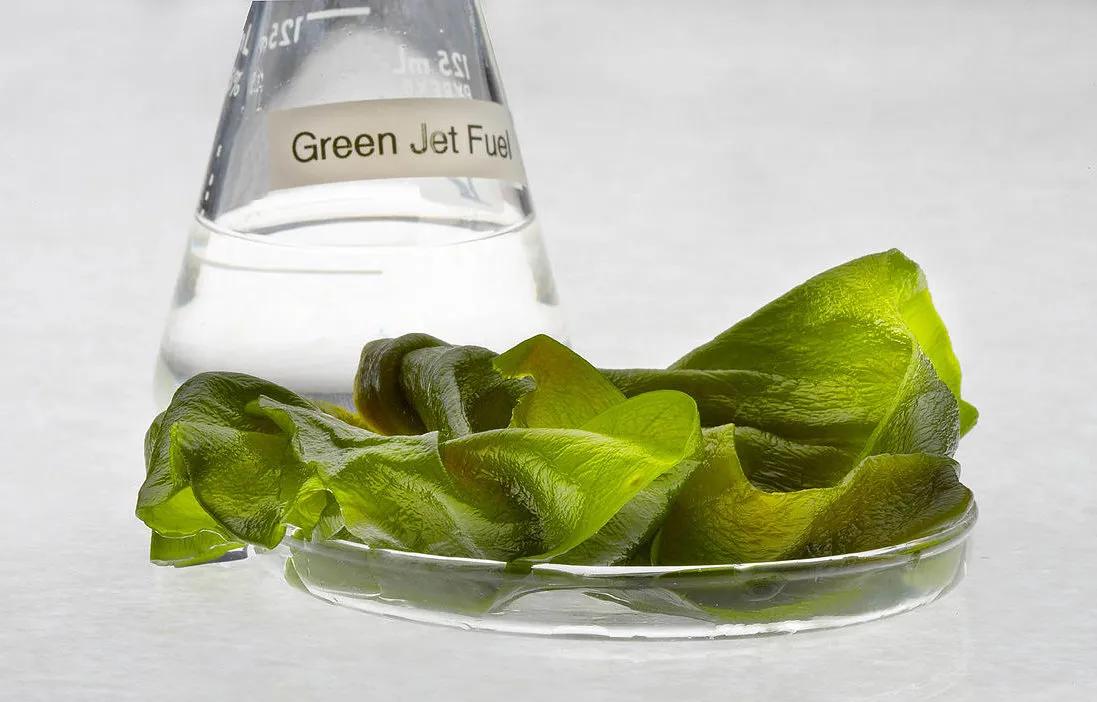 Algae Biofuel Market Size, Share and Growth Forecast Outlook to 2034