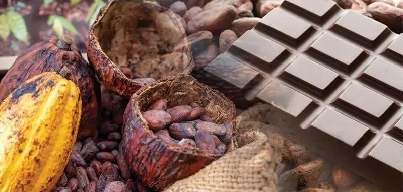 Bean To Bar Chocolate Market Size and Share Insights with Forecast to 2034