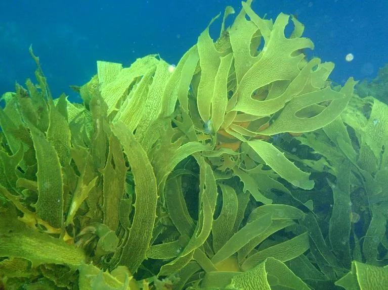 Commercial Seaweeds Market Applications and Growth Forecast 2034